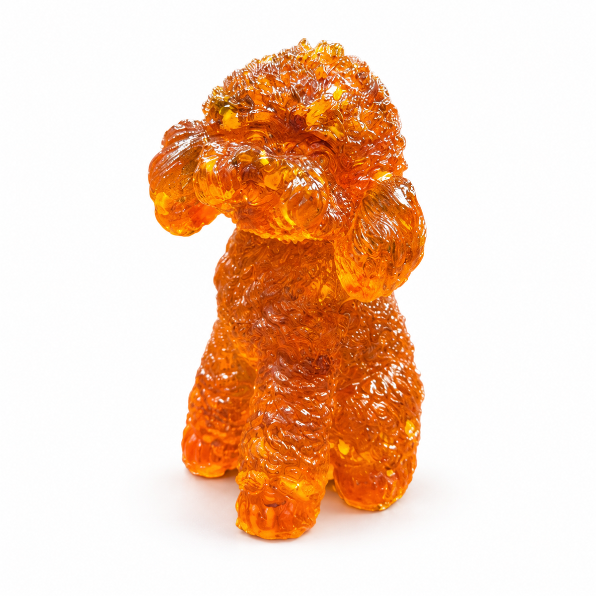 Amber poodle on white, showing its rounded muzzle, tightly curled coat and front paw set forward.